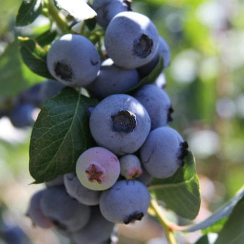 Organic Blueberry