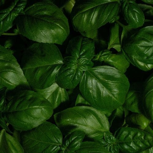 Fresh Basil