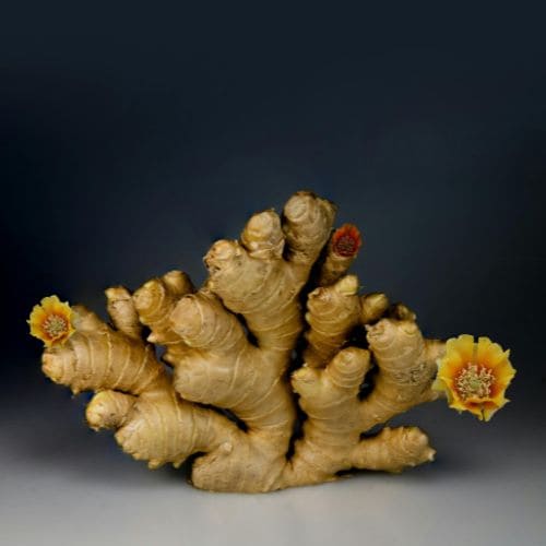 Organic Ginger