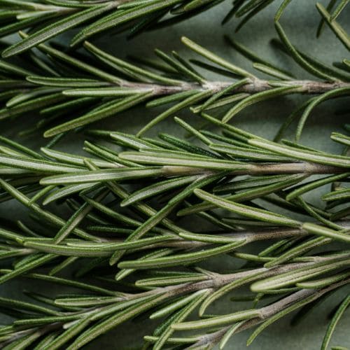 Fresh Rosemary